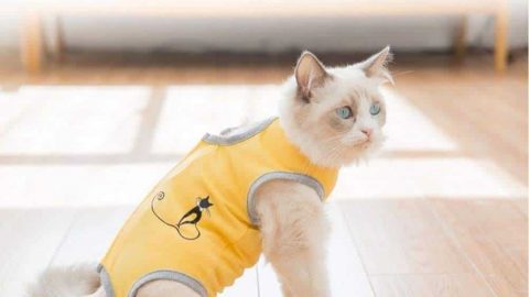 حسابات متخصصة في بيع لبس قطط في الرياض